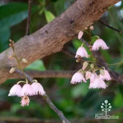 Elaeocarpus Prima Donna - Blueberry Ash -Eco Garden Shop apo prima donna elaeocarpus flowers 1