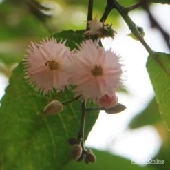 Elaeocarpus Prima Donna - Blueberry Ash -Eco Garden Shop apo prima donna flower beneath 1