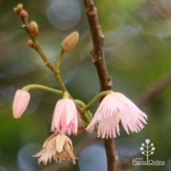 Elaeocarpus Prima Donna - Blueberry Ash -Eco Garden Shop apo prima donna flower stages 1