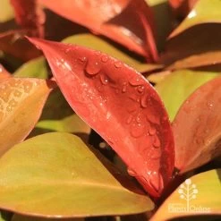 Philodendron Prince Of Orange 9 Philodendron Prince Of Orange -Eco Garden Shop apo prince of orange philodendron colours