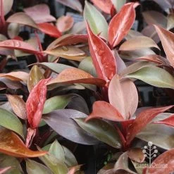 Philodendron Prince Of Orange