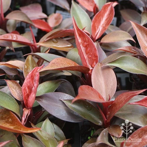 Philodendron Prince Of Orange 1 Philodendron Prince Of Orange