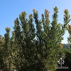Protea Pink Ice 20 Protea Pink Ice -Eco Garden Shop apo protea bushes at farm