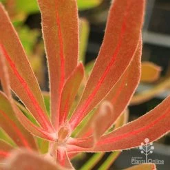 Protea Pink Ice 19 Protea Pink Ice -Eco Garden Shop apo protea pink ice leaf vein colour