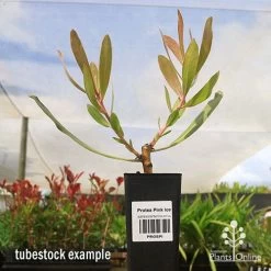 Protea Pink Ice 17 Protea Pink Ice -Eco Garden Shop apo protea pink ice tubestock2