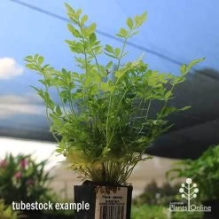 Pteris - Slender Brake Fern -Eco Garden Shop apo pteris slender brake tubestock