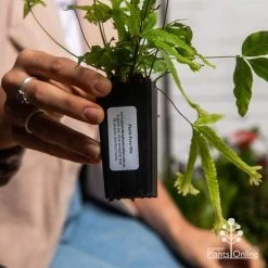 Pteris - Slender Brake Fern -Eco Garden Shop apo pteris tube 1