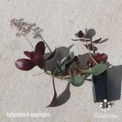 Crassula Purple Dragon - Fairy Crassula -Eco Garden Shop apo purple dragon tubestock august