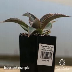Mangave Purple People Eater - Succulent 9 Mangave Purple People Eater - Succulent -Eco Garden Shop apo purple people eater tubestock