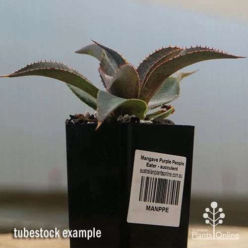 Mangave Purple People Eater - Succulent 4 Mangave Purple People Eater - Succulent - Image 4