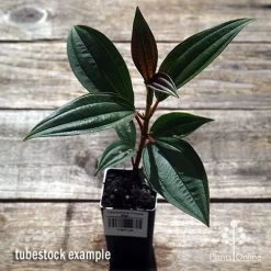Tibouchina Purple Star -Eco Garden Shop apo purple star tubestock above