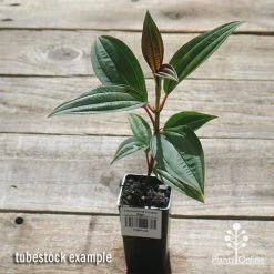 Tibouchina Purple Star -Eco Garden Shop apo purple star tubestock top