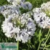 Agapanthus Queen Mum
