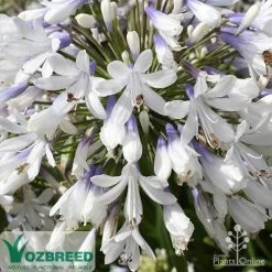 Agapanthus Queen Mum -Eco Garden Shop apo queen mum flower zoom