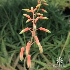Aloe Quicksilver - Succulent -Eco Garden Shop apo quicksilver flowerbuds