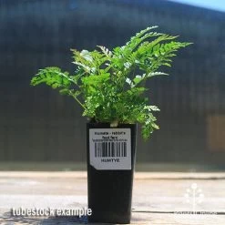 Humata - Rabbit's Foot Fern -Eco Garden Shop apo rabbits foot fern tubestock