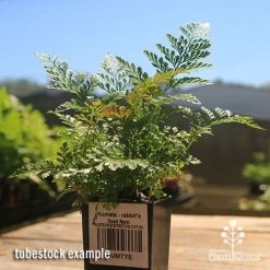 Humata - Rabbit's Foot Fern -Eco Garden Shop apo rabbits foot fern tubestock 1