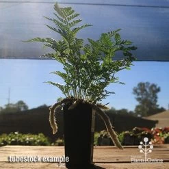 Humata - Rabbit's Foot Fern -Eco Garden Shop apo rabbits foot tubestock