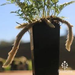 Humata - Rabbit's Foot Fern -Eco Garden Shop apo rabbits foot tubestock legs