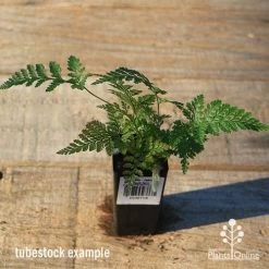 Humata - Rabbit's Foot Fern -Eco Garden Shop apo rabbits foot tubestock top
