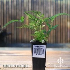 Humata - Rabbit's Foot Fern -Eco Garden Shop apo rabbits foot tubestock2