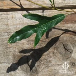 Grevillea Raptor -Eco Garden Shop apo raptor leaf