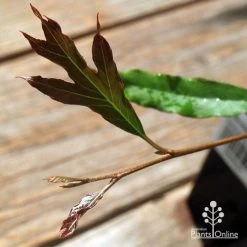 Grevillea Raptor -Eco Garden Shop apo raptor leaf colour