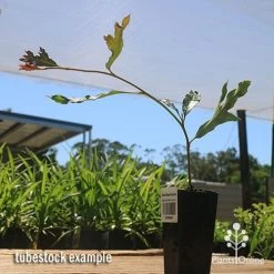 Grevillea Raptor -Eco Garden Shop apo raptor tubestock