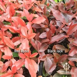 Photinia Black Jack -Eco Garden Shop apo red robin black jack compare