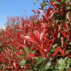 Photinia Red Robin -Eco Garden Shop apo red robin hedge nursery 1