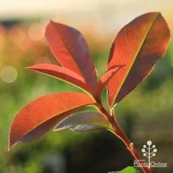Photinia Red Robin -Eco Garden Shop apo red robin new leaves backlit