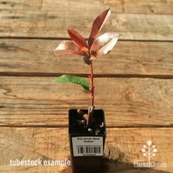 Photinia Red Robin -Eco Garden Shop apo red robin tubestock