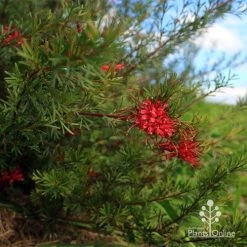Grevillea Red Wings -Eco Garden Shop apo red wings grevillea bush