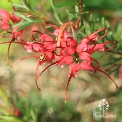Grevillea Red Wings -Eco Garden Shop apo red wings grevillea flower ladybird