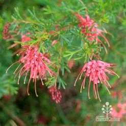 Grevillea Red Wings -Eco Garden Shop apo redwings grevillea bush flowering