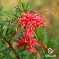Grevillea Red Wings -Eco Garden Shop apo redwings grevillea flower closeup 2