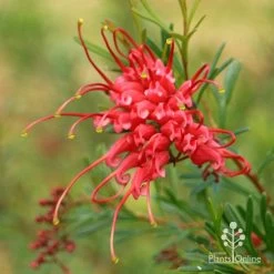 Grevillea Red Wings -Eco Garden Shop apo redwings grevillea flower closeup