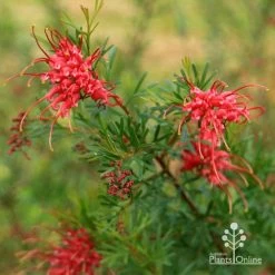 Grevillea Red Wings -Eco Garden Shop apo redwings grevillea flowering