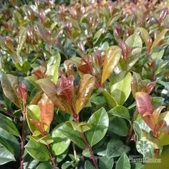 Syzygium Resilience - Lilly Pilly 18 Syzygium Resilience - Lilly Pilly -Eco Garden Shop apo resilience new leaf colour