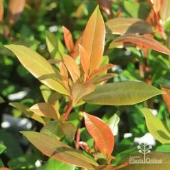 Syzygium Resilience - Lilly Pilly 19 Syzygium Resilience - Lilly Pilly -Eco Garden Shop apo resilience new leaves