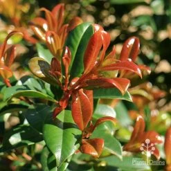 Syzygium Resilience - Lilly Pilly 13 Syzygium Resilience - Lilly Pilly -Eco Garden Shop apo resilience new orange leaf