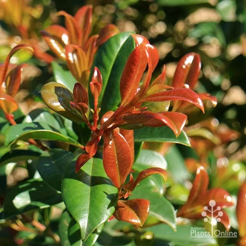 Syzygium Resilience - Lilly Pilly 4 Syzygium Resilience - Lilly Pilly - Image 4