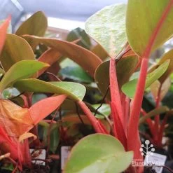 Philodendron Rojo Congo -Eco Garden Shop apo rojo congo pink stems tubestock