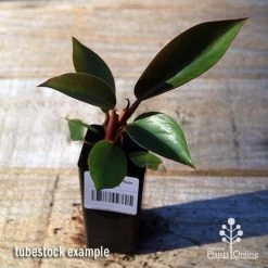 Philodendron Rojo Congo -Eco Garden Shop apo rojo congo tubestock top