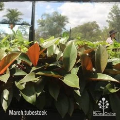 Philodendron Rojo Congo -Eco Garden Shop apo rojo march