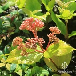 Rondeletia Amoena -Eco Garden Shop apo rondeletia amoena buds july