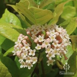 Rondeletia Amoena -Eco Garden Shop apo rondeletia amoena flower