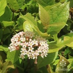 Rondeletia Amoena -Eco Garden Shop apo rondeletia amoena flower leaf