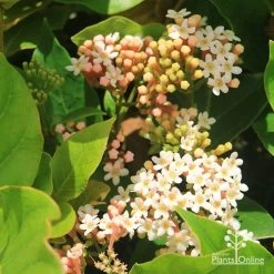 Rondeletia Amoena -Eco Garden Shop apo rondeletia amoena flowers