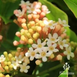Rondeletia Amoena -Eco Garden Shop apo rondeletia amoena flowers closeup
